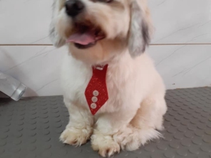 Foto de Puppy's Banho e Tosa em Lençóis Paulista, SP por Solutudo