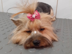 Foto de Puppy's Banho e Tosa em Lençóis Paulista, SP por Solutudo