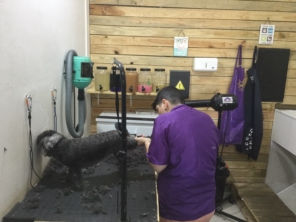 Foto de Bauru Dog em Bauru, SP por Solutudo