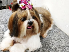 Foto de Local Pet - Clinica Veterinária em Aracaju, SE por Solutudo