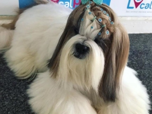 Foto de Local Pet - Clinica Veterinária em Aracaju, SE por Solutudo