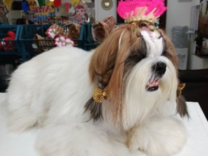 Foto de Local Pet - Clinica Veterinária em Aracaju, SE por Solutudo