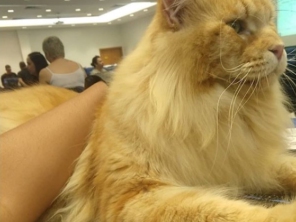 Foto de Local Pet - Clinica Veterinária em Aracaju, SE por Solutudo
