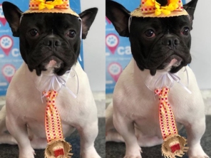 Foto de Local Pet - Clinica Veterinária em Aracaju, SE por Solutudo
