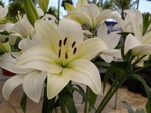 Foto galeria da empresa