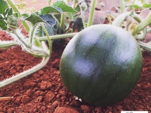 Foto de Rei Da Fruta Comercio Atacadista De Frutas Ltda em Campinas, SP por Solutudo