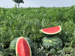 Foto de Rei Da Fruta Comercio Atacadista De Frutas Ltda em Campinas, SP por Solutudo