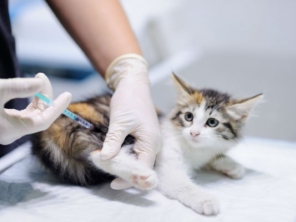 Foto de Médica Veterinária Marina Masserani em Tietê, SP por Solutudo