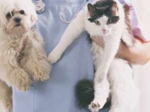 Foto de Médica Veterinária Marina Masserani em Tietê, SP por Solutudo