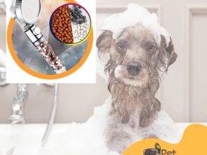 Foto de Pet Kingdom em Aracaju, SE por Solutudo