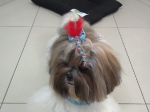 Foto de Pet Kingdom em Aracaju, SE por Solutudo