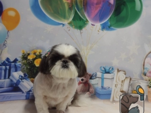 Foto de Pet Kingdom em Aracaju, SE por Solutudo