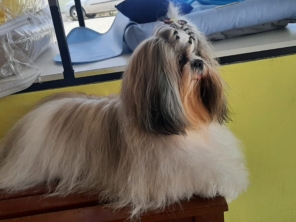 Foto de Pet Kingdom em Aracaju, SE por Solutudo