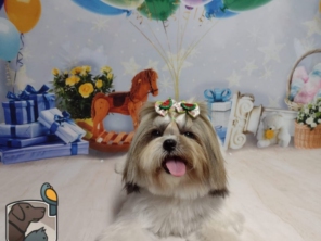 Foto de Pet Kingdom em Aracaju, SE por Solutudo