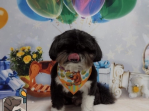 Foto de Pet Kingdom em Aracaju, SE por Solutudo