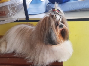Foto de Pet Kingdom em Aracaju, SE por Solutudo