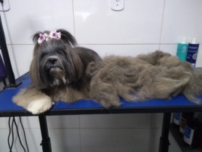 Foto de Pet Kingdom em Aracaju, SE por Solutudo