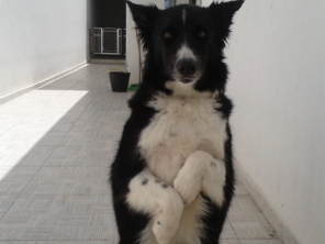 Foto de Meu Cão  Travesso  Adestrador em Tietê, SP por Solutudo