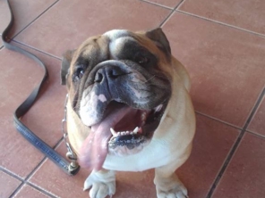 Foto de Meu Cão  Travesso  Adestrador em Tietê, SP por Solutudo