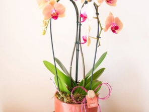 Foto de Best Flower - Floricultura, presentes e cestas em Itupeva, SP por Solutudo