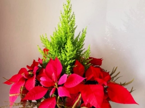 Foto de Best Flower - Floricultura, presentes e cestas em Itupeva, SP por Solutudo