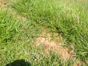 Foto de Irmãos Costa Paisagismo em Piraju, SP por Solutudo