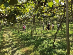 Foto de Vinícola Saccomani em Jundiaí, SP por Solutudo
