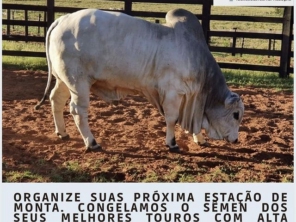 Foto de Reprotec Tecnologia Em Reproducao Ltda em Campo Grande, MS por Solutudo