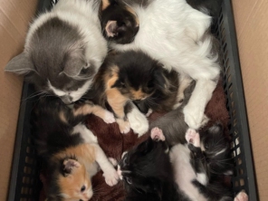 Foto de Clínica Veterinária Mikosz em Araucária, PR por Solutudo