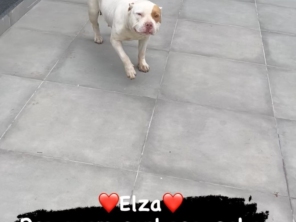 Foto de Clínica Veterinária Mikosz em Araucária, PR por Solutudo