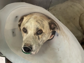 Foto de Clínica Veterinária Mikosz em Araucária, PR por Solutudo