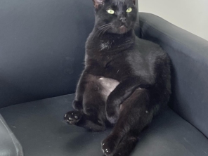 Foto de Clínica Veterinária Mikosz em Araucária, PR por Solutudo
