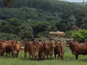 Foto de Agropecuaria Sao Francisco Do Baguassu em Piracicaba, SP por Solutudo