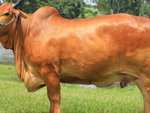 Foto de Agropecuaria Sao Francisco Do Baguassu em Piracicaba, SP por Solutudo