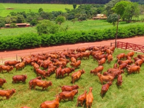 Foto de Agropecuaria Sao Francisco Do Baguassu em Piracicaba, SP por Solutudo