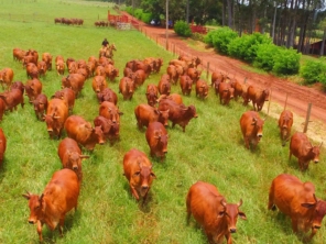 Foto de Agropecuaria Sao Francisco Do Baguassu em Piracicaba, SP por Solutudo