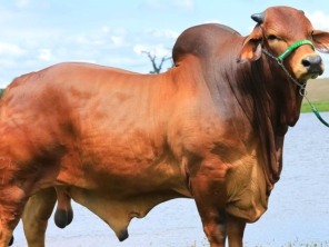 Foto de Agropecuaria Sao Francisco Do Baguassu em Piracicaba, SP por Solutudo