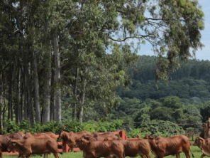 Foto de Agropecuaria Sao Francisco Do Baguassu em Piracicaba, SP por Solutudo