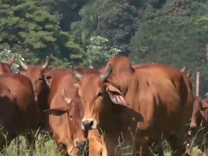 Foto de Agropecuaria Sao Francisco Do Baguassu em Piracicaba, SP por Solutudo