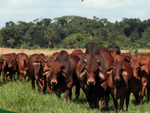 Foto de Agropecuaria Sao Francisco Do Baguassu em Piracicaba, SP por Solutudo