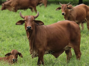 Foto de Agropecuaria Sao Francisco Do Baguassu em Piracicaba, SP por Solutudo