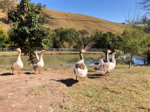 Foto de Pousada Agua Limpa em Virgínia, MG por Solutudo