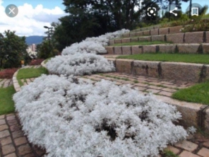 Foto de Chão Verde em Mutum, MG por Solutudo