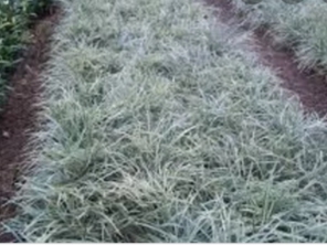 Foto de Chão Verde em Mutum, MG por Solutudo