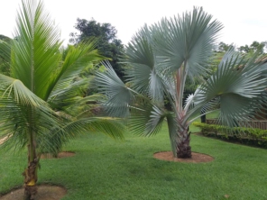 Foto de Chão Verde em Mutum, MG por Solutudo