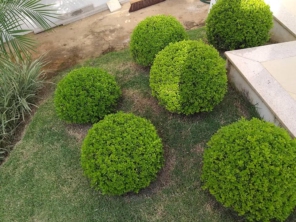 Foto de Chão Verde em Mutum, MG por Solutudo