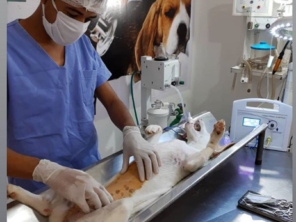 Foto de Point Dog Clínica Veterinária em Estância, SE por Solutudo