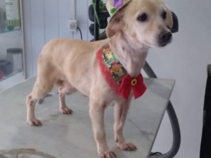 Foto de Point Dog Clínica Veterinária em Estância, SE por Solutudo