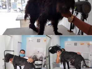 Foto de Point Dog Clínica Veterinária em Estância, SE por Solutudo