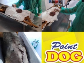 Foto de Point Dog Clínica Veterinária em Estância, SE por Solutudo